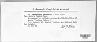 Stagonospora fuckelii image